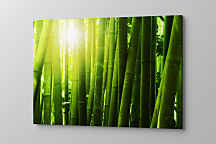 Obraz Bambusarium 1455